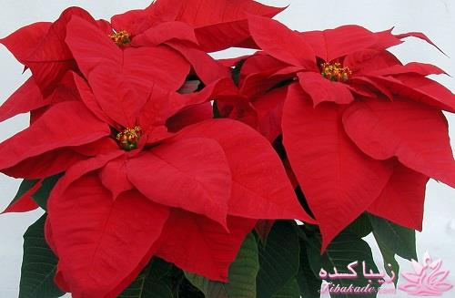 گیاهان آپارتمانی 